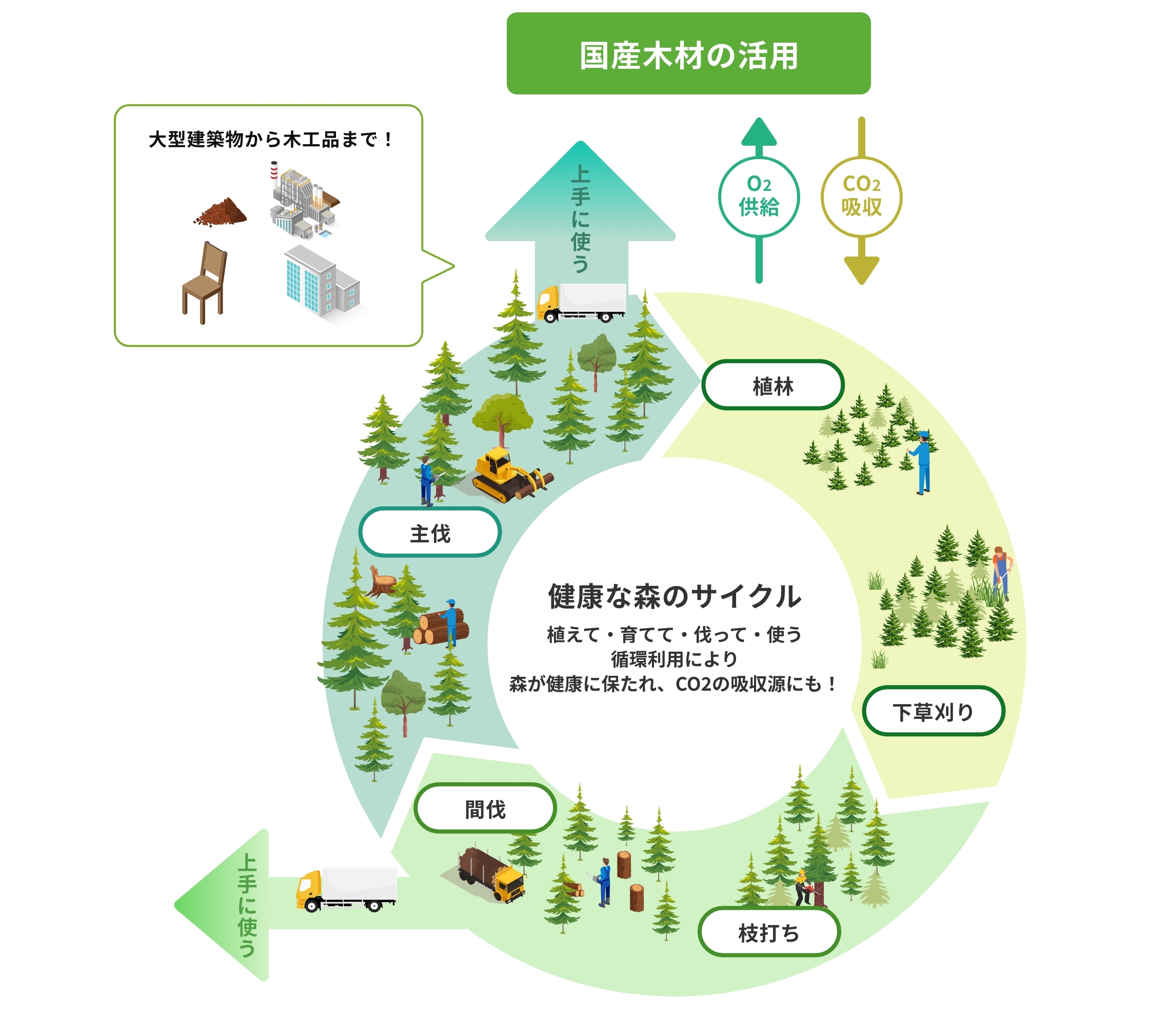 健康な森のサイクル